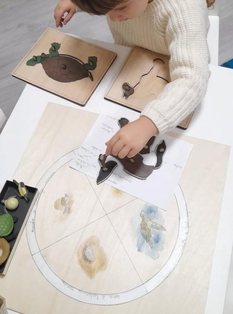 Giovedì 23 Ottobre 2025 inizierà il nuovo Corso online di Specializzazione nel Metodo Montessori per insegnanti di Scuola Primaria, organizzato da Fondazione Montessori Italia.